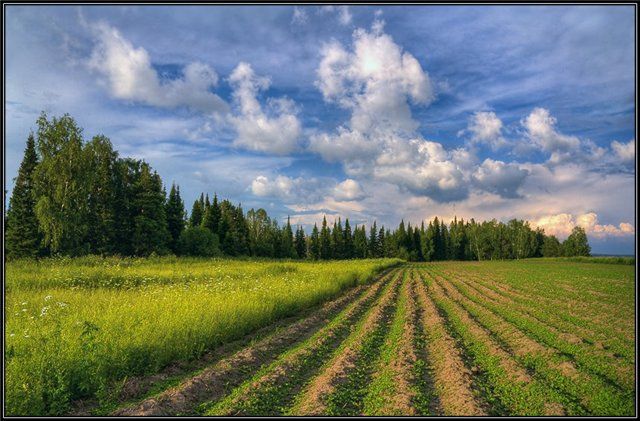 Быстрое восстановление рекультивируемых земель