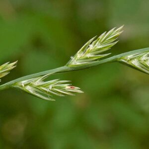 купить семена райграса пастбищного