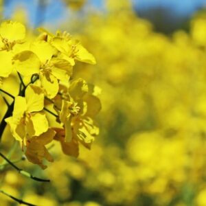 купить семена рапса