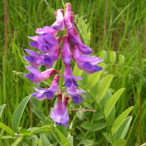 купить семена вики