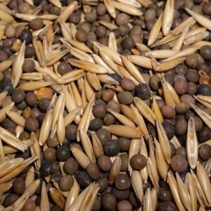 купить вика-овсяную смесь