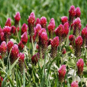 купить семена клевера красного