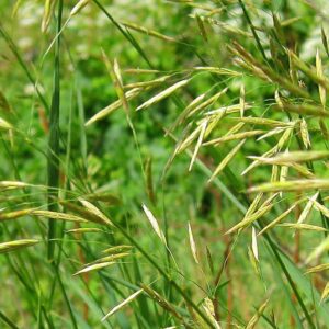 Купить семена костреца безостого (1 кг) в Москве