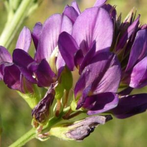 Купить семена люцерны