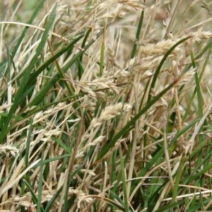 купить семена мятлика лугового