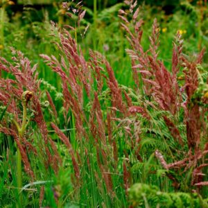 купить семена овсяницы красной