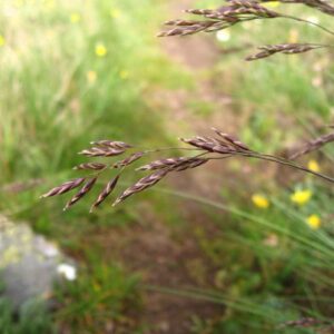 купить Семена овсяницы луговой