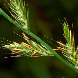 Купить семена райграса однолетнего