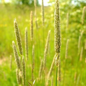 купить семена тимофеевки