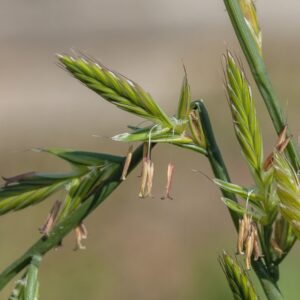 купить семена фестулолиума