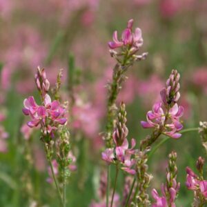 купить семена эспарцета песчаного