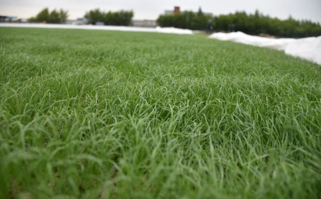 Как обустроить газоны с райграсом ?