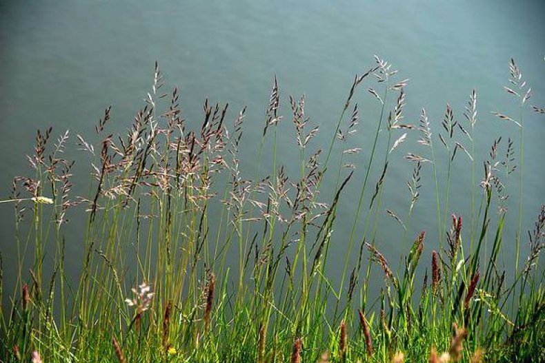 Подходит ли овсяница луговая для газона?